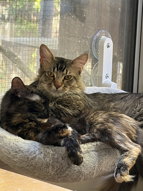 GEOFFREY (& CLEMENTINE) - Domestic Medium Hair available for adoption