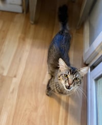 Geoffrey (& Clementine) - Photo 6