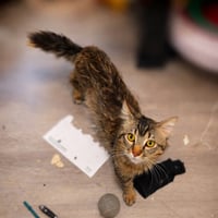 Geoffrey (& Clementine) - Photo 4
