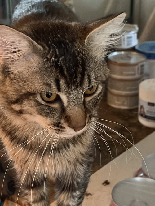 GEOFFREY (& CLEMENTINE) - Domestic Medium Hair available for adoption
