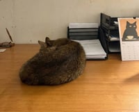 Geoffrey (& Clementine) - Photo 5