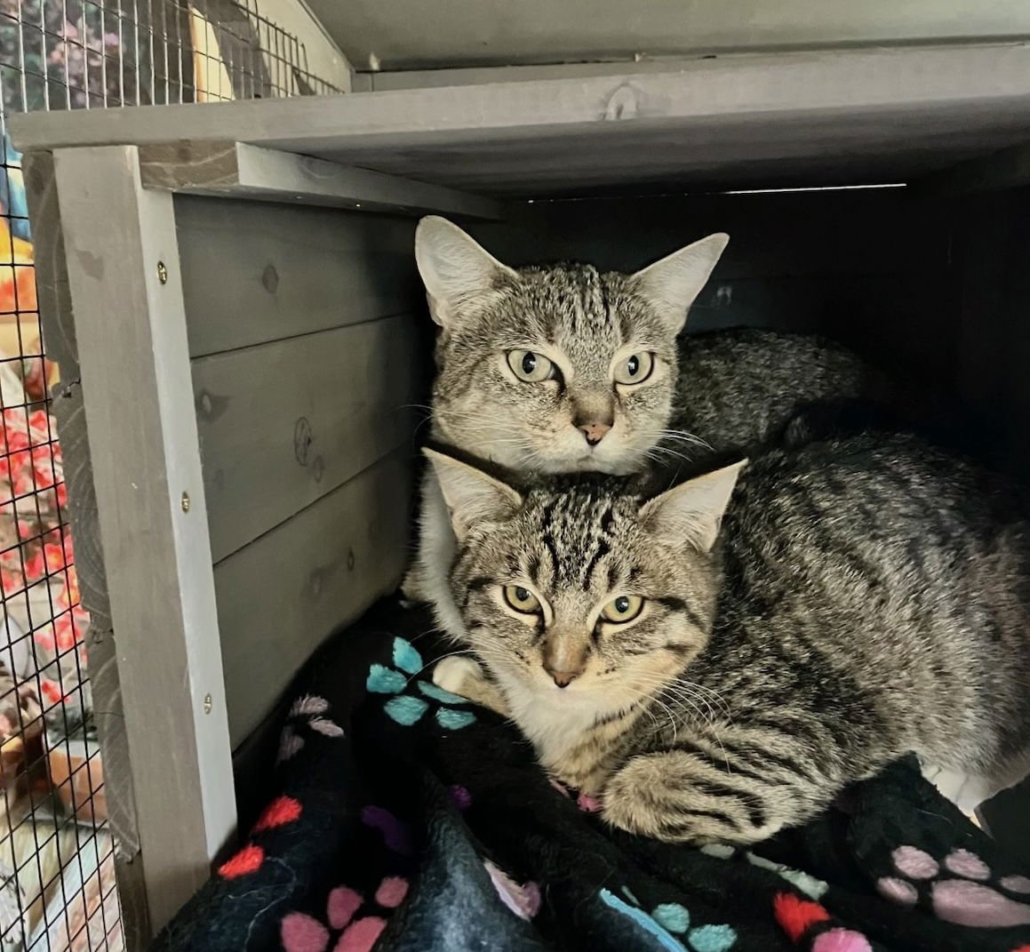 LADY - Domestic Short Hair available for adoption