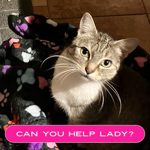 LADY - Domestic Short Hair available for adoption