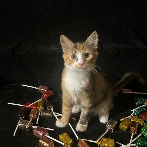 LOLLIPOP (& TIGER LILY) - Domestic Short Hair available for adoption