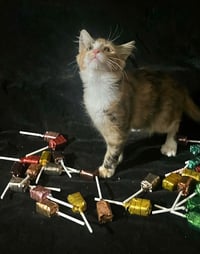 Lollipop (& Tiger Lily) - Photo 2