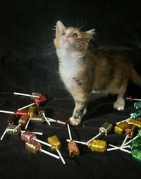 Lollipop (& Tiger Lily) - Photo 3