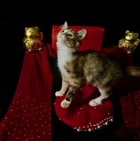 Lollipop (& Tiger Lily) - Photo 3