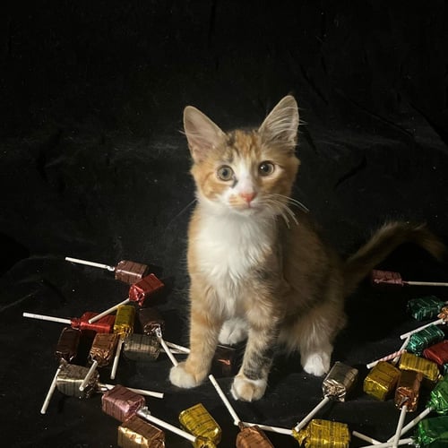 LOLLIPOP (& TIGER LILY) - Domestic Short Hair available for adoption