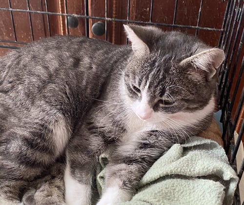 SIENNA - Domestic Short Hair available for adoption
