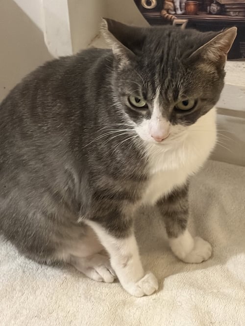 SIENNA - Domestic Short Hair available for adoption