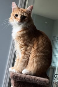 Heathcliff (& Felix) - Photo 1