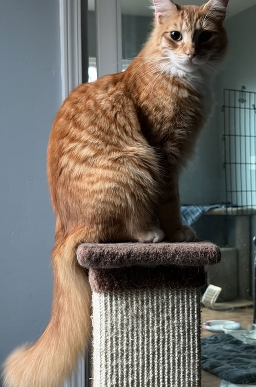 HEATHCLIFF (& FELIX) - Domestic Medium Hair available for adoption