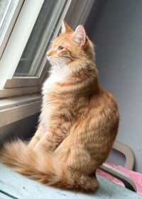 Heathcliff (& Felix) - Photo 3