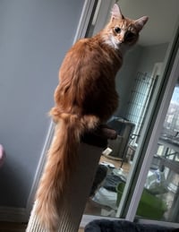 Heathcliff (& Felix) - Photo 4