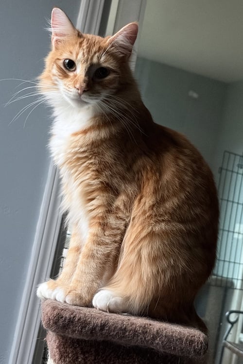 HEATHCLIFF (& FELIX) - Domestic Medium Hair available for adoption