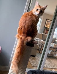 Heathcliff (& Felix) - Photo 3