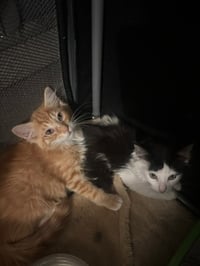 Heathcliff (& Felix) - Photo 6