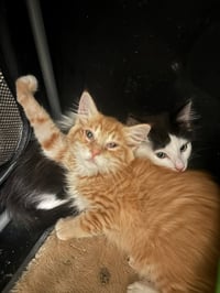 Heathcliff (& Felix) - Photo 5