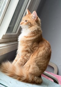 Heathcliff (& Felix) - Photo 4