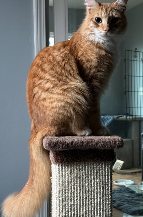 HEATHCLIFF (& FELIX) - Domestic Medium Hair available for adoption