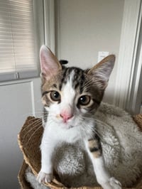 Tofu (& Tuna) - Photo 2