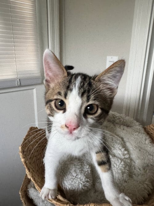 TOFU (& TUNA) - Domestic Short Hair available for adoption