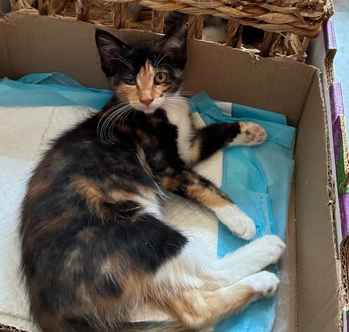 AURORA (& AMOR) - Domestic Short Hair available for adoption