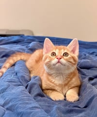 Marmalade (& sibling) - Photo 2