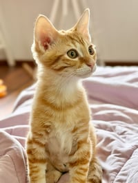 Marmalade (& sibling) - Photo 3