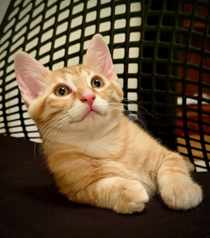 Marmalade (& sibling) Image