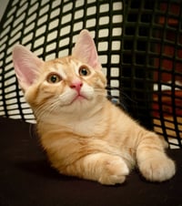 Marmalade (& sibling) - Photo 1