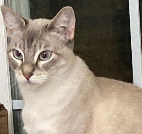 SUGAR - Siamese available for adoption