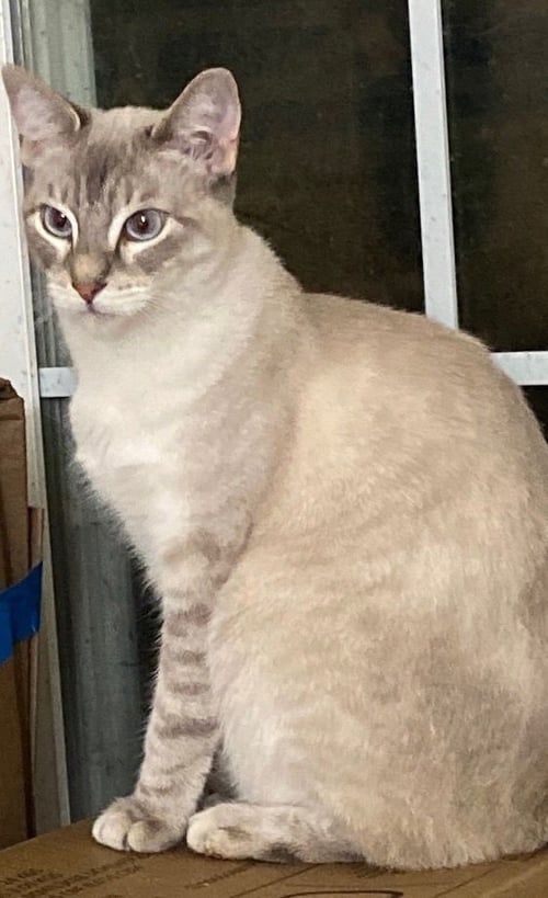 SUGAR - Siamese available for adoption