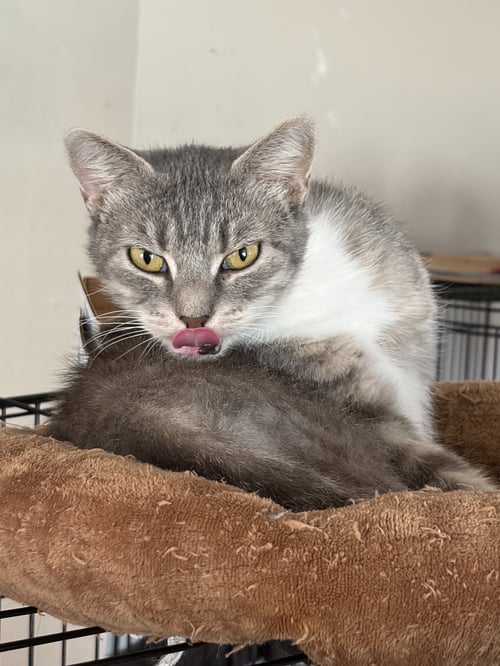 MEREDITH - Domestic Short Hair available for adoption