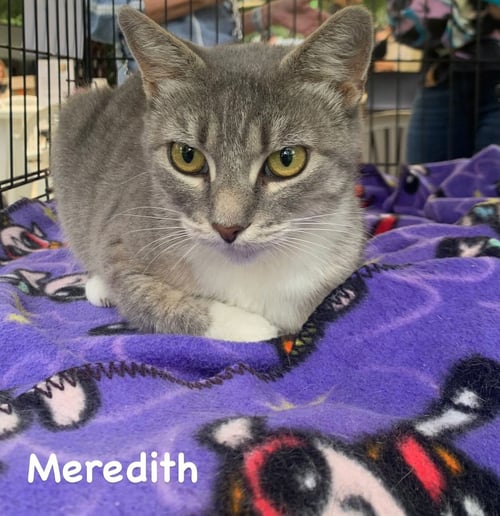 MEREDITH - Domestic Short Hair available for adoption