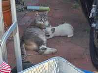 Meredith - Photo 6