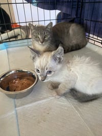 Meredith - Photo 8