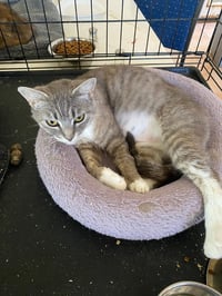 Meredith - Photo 5