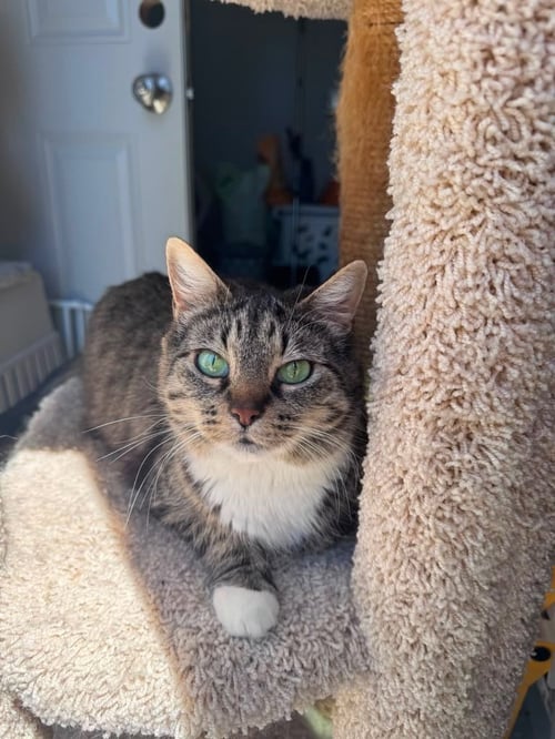 LUNA - Domestic Short Hair available for adoption