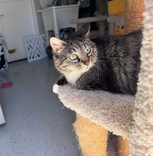 LUNA - Domestic Short Hair available for adoption