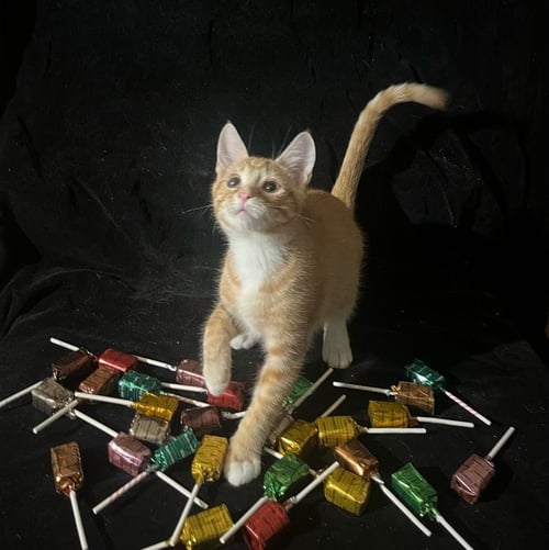 TIGER LILY (& LOLLIPOP) - Domestic Short Hair available for adoption