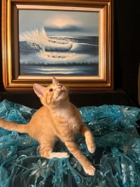 Tiger Lily (& Lollipop) - Photo 2