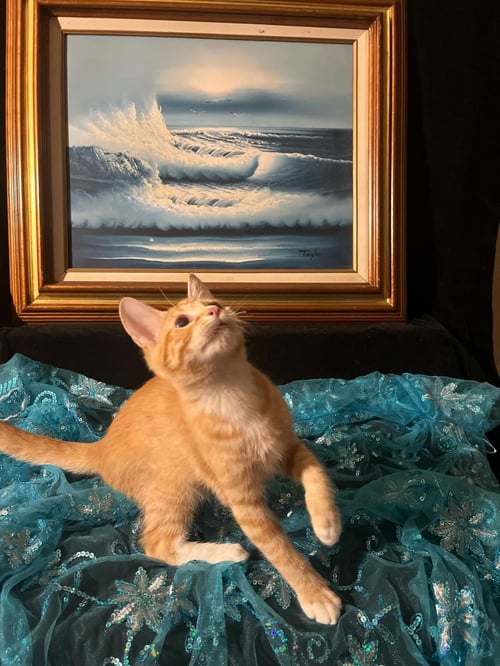 TIGER LILY (& LOLLIPOP) - Domestic Short Hair available for adoption