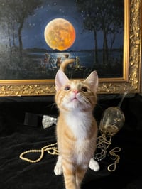 Tiger Lily (& Lollipop) - Photo 3