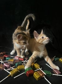 Tiger Lily (& Lollipop) - Photo 4