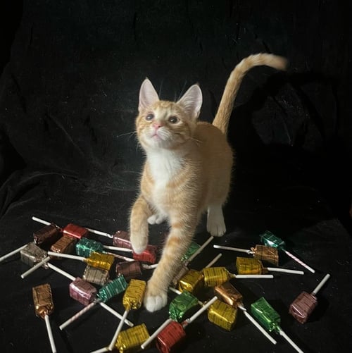 TIGER LILY (& LOLLIPOP) - Domestic Short Hair available for adoption