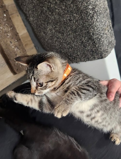 MOCHI (& KUNAI) - Domestic Short Hair available for adoption