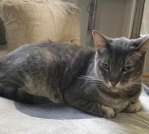 RAIDER - Domestic Short Hair for adoption in Hayward