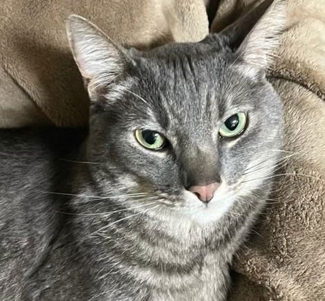 RAIDER - Domestic Short Hair available for adoption