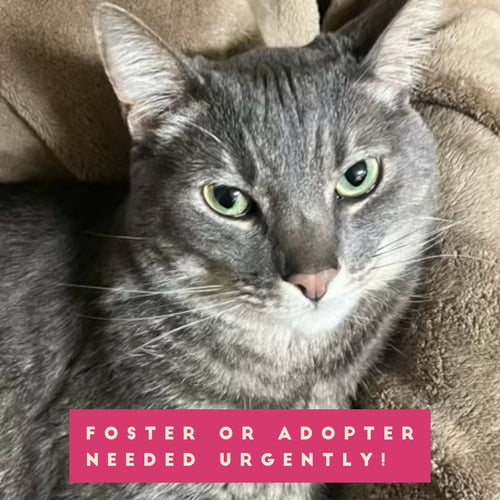 RAIDER - Domestic Short Hair available for adoption